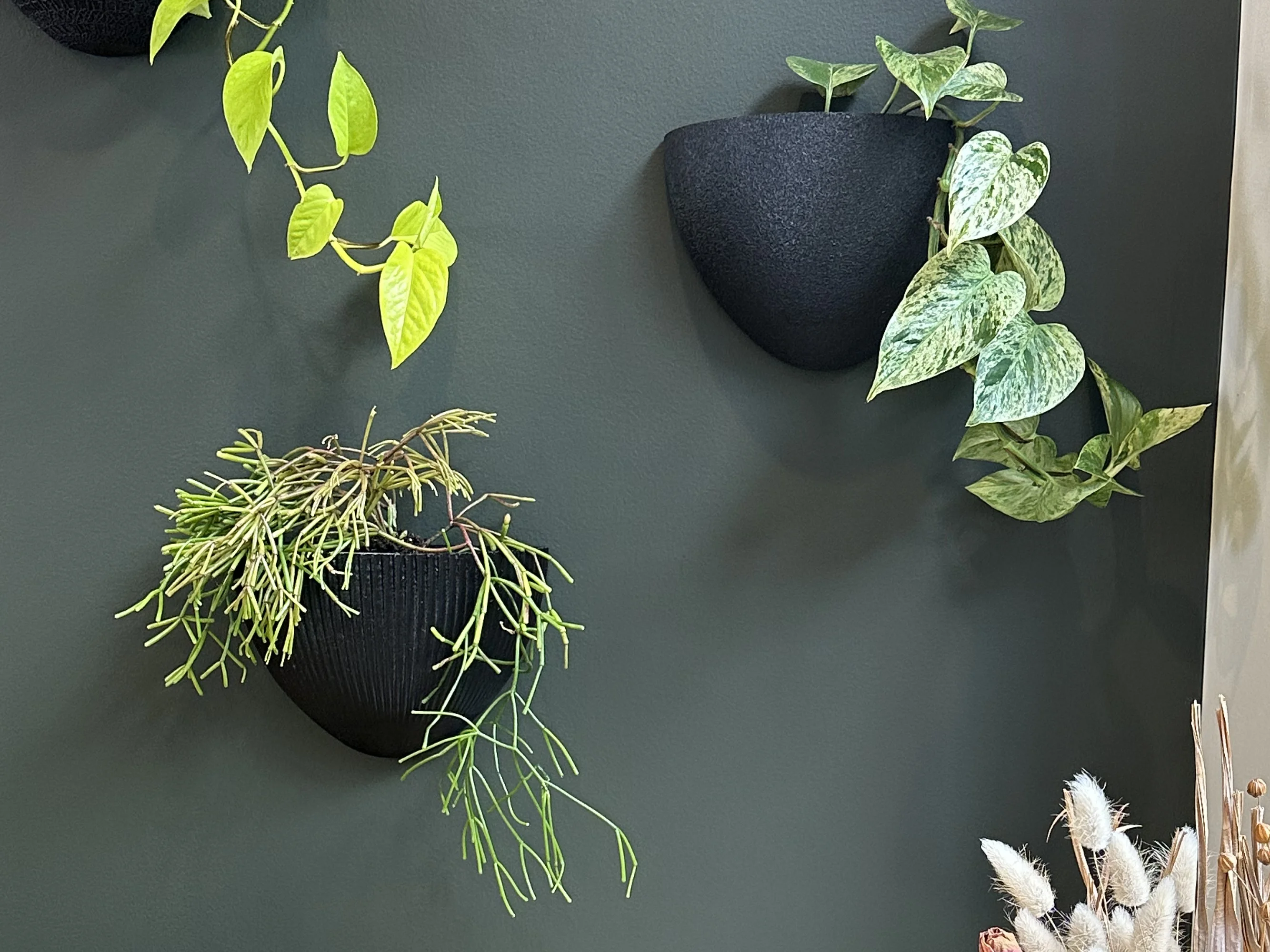 Gecko Planters
