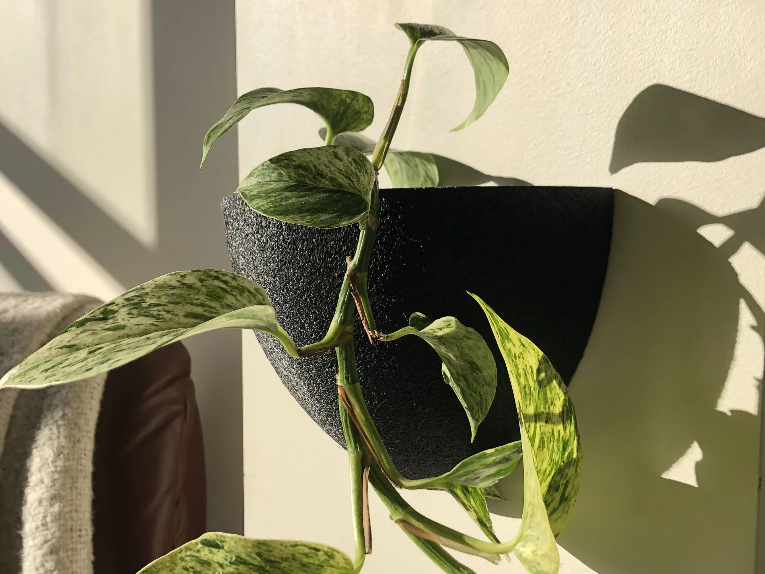 Gecko Planters